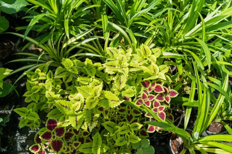 Native Plants for Landscaping