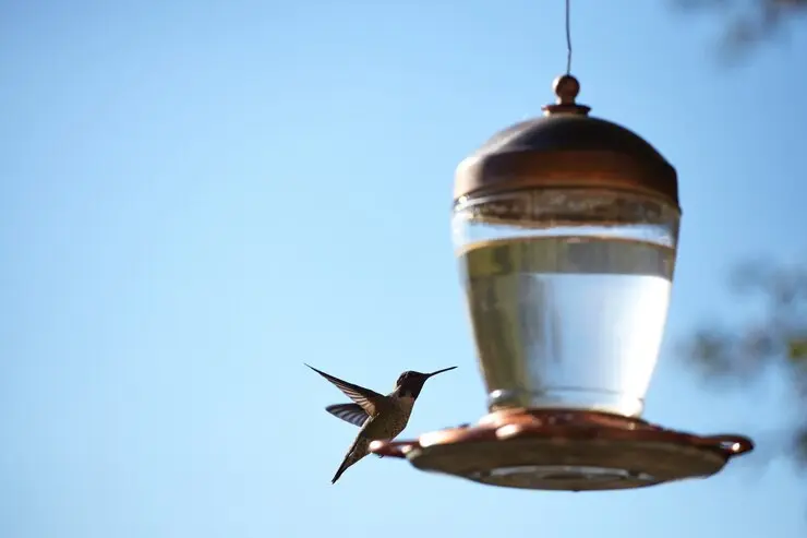 bird feeders and baths