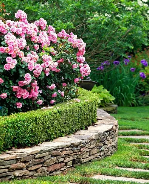 native shrubs
